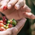 Our Commitment to Sustainability in Agriculture Through Experiential Learning
